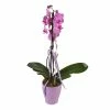 Sonstiges Phalaenopsis Orchidee 2er Trieb Mit Topf Und Deko, 1 Pflanze