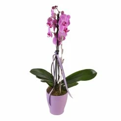 Sonstiges Phalaenopsis Orchidee 2er Trieb Mit Topf Und Deko, 1 Pflanze
