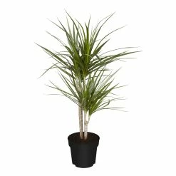 Sonstiges Dracaena Marginata, 1 Pflanze