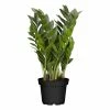 Sonstiges Zamioculcas Zamiifolia, 1 Pflanze