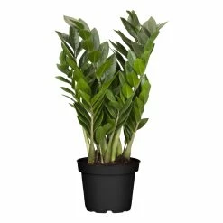 Sonstiges Zamioculcas Zamiifolia, 1 Pflanze