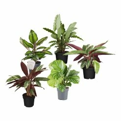 Sonstiges Calathea, Verschiedene Sorten, 2er Set